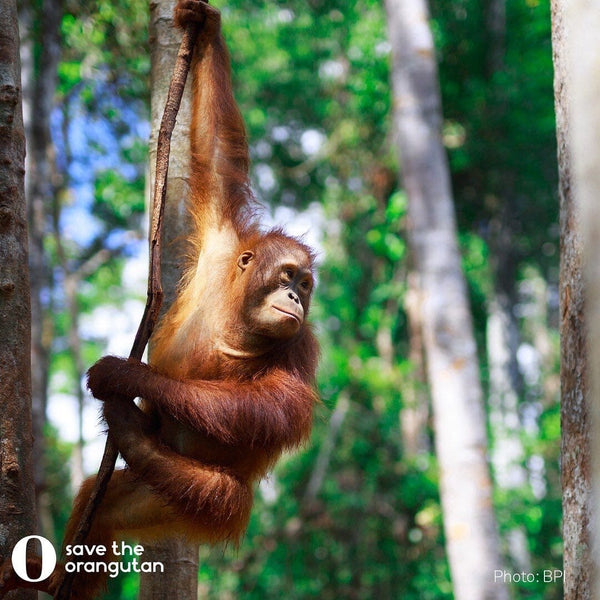 Meet The Palm Print - Save The Orangutan