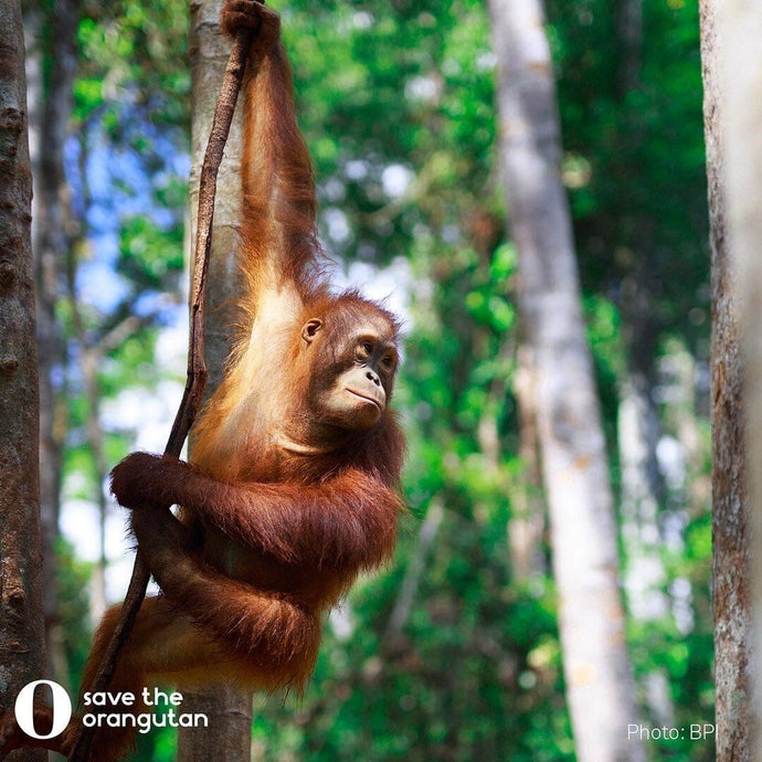 Meet The Palm Print - Save The Orangutan